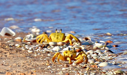 Abrolhos Islands Crabs 420x250