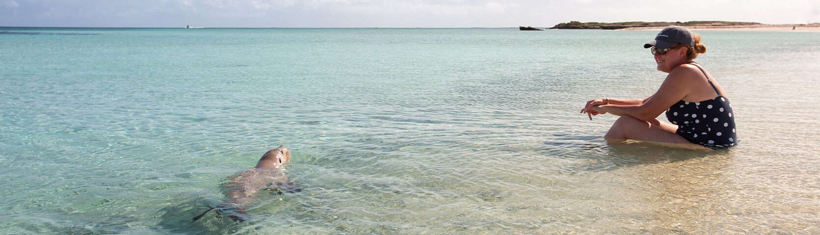 Abrolhos-Islands-&-The-Coral-Coast-Cruise-Sea-Lion-swimming