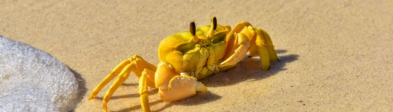 Abrolhos-Islands-and-the-Coral-Coast-Cruise-Yellow-Ghost-Crab-jlo