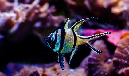 Banggai Island cardinalfish