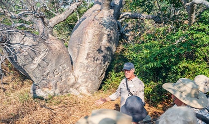 Boab-Tree-Careening-Bay-The-Kimberley