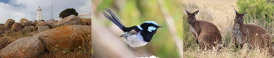 Coral-Expeditions-Cruise-Kangaroo-Island