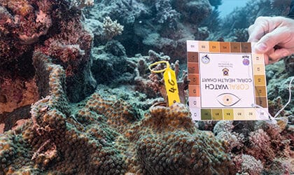 Coral Watch Program