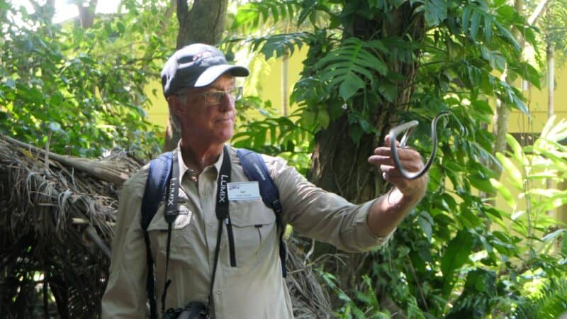 Ian Morris Snake Charmer (Northern Tree Snake) in Mossman Gorge