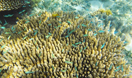 Day 3 25.11.22 Mackay Reef KT (41) 420x250