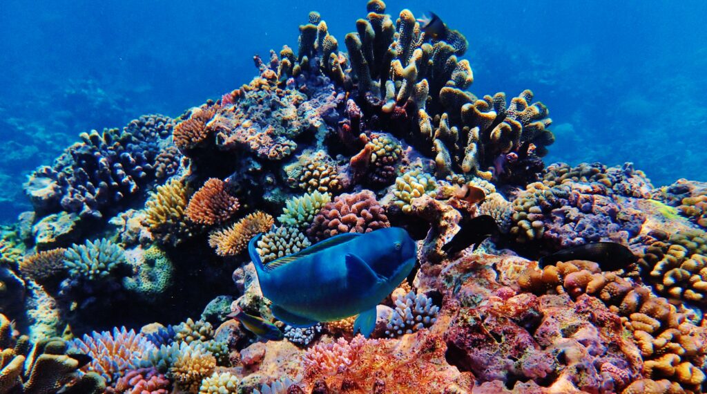 Day 4 - Osprey reef - GRB - 25.11.2022