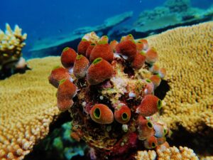 Day 6 - Robbon Reef - Jan 2022