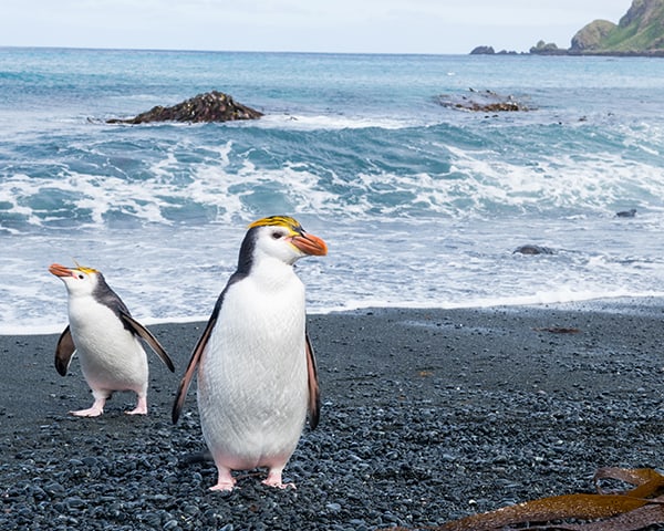 Image Block (Destinations) - World Heritage Island of the Sub Antarctic