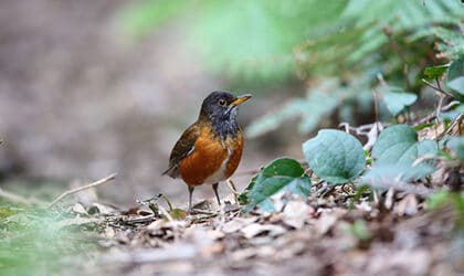 Izu Island Thrush - Mikurajima