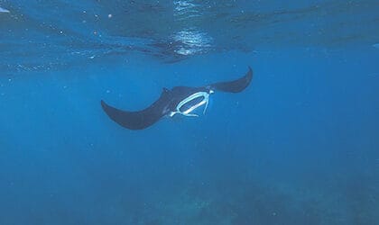 Mantaray