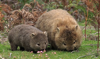 Maria Island Wombats 420x250