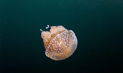 Mariona Lake - Amaranth Jellyfish