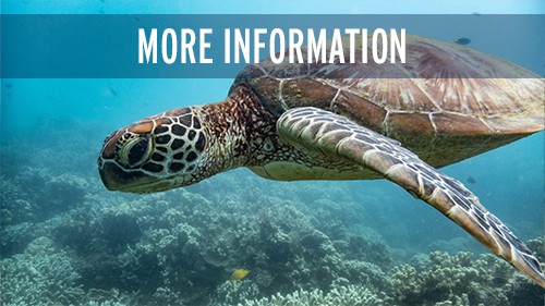 More Information