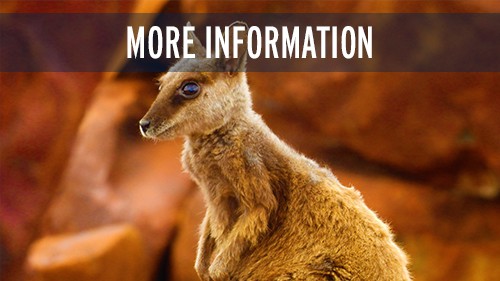 More Information -Abrolhos