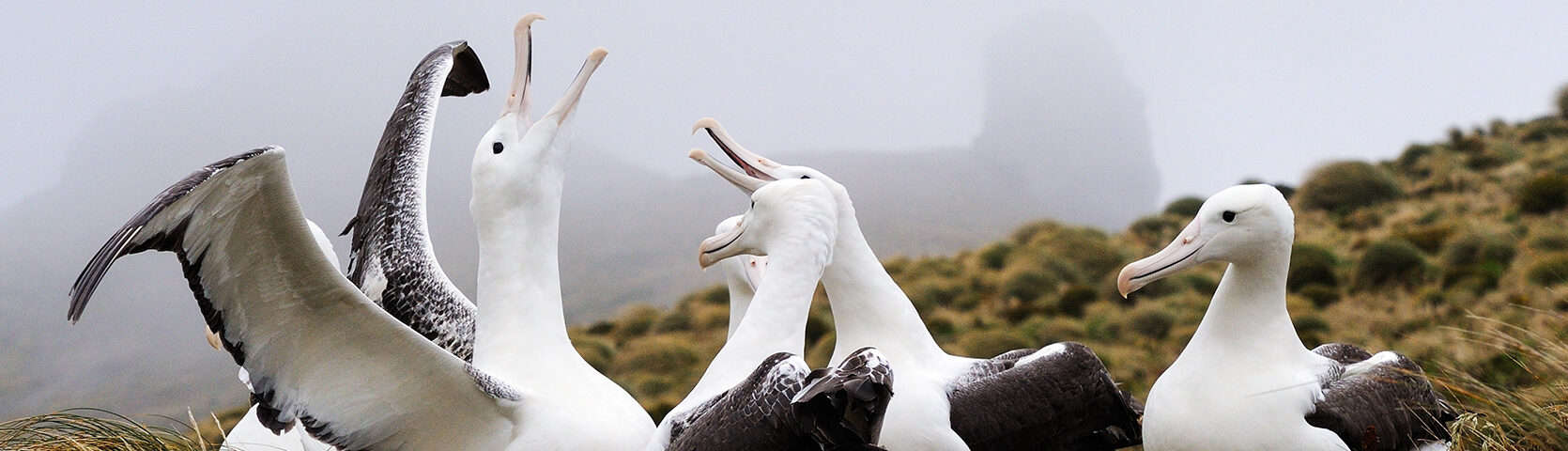 New Zealand 6