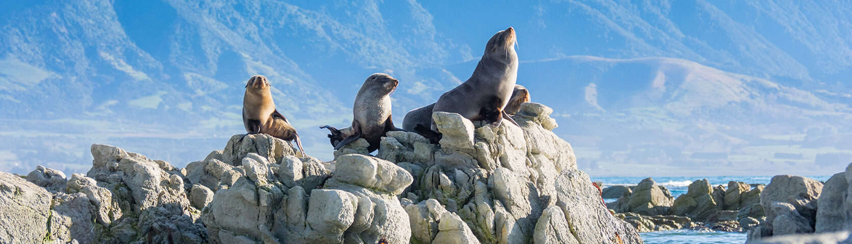 New Zealand 7