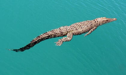 Prince-Frederick-Harbour-Crocodile