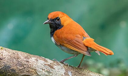 Ryukyu Robins, Kagojima