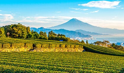 Shimizu - Tea Plantation, Nihondiara Plateau