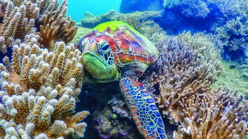Turtle gbr