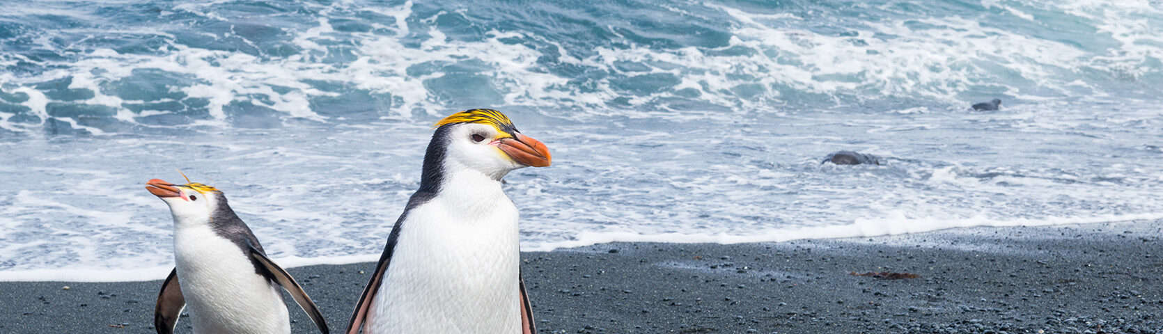 Royal,Penguins,Are,Endemic,To,Macquarie,Island,,Between,Australia,And 1080x1350