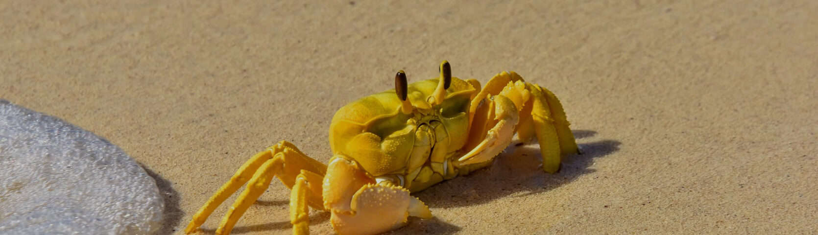 West-Coast-Abrolhos-Voyage-Yellow-Ghost-Crab