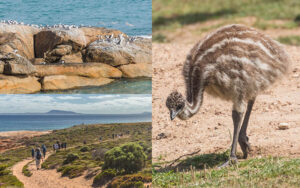 Wild Island and walks SA - VL - day 6