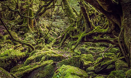 Yakushima Cedar Trees