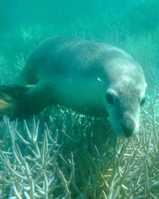 During our expedition to the Abrolhos Islands and the Coral Coast, we captured some fantastic pictures. One of the highlights was a snorkelling session at Morley Island, where a juvenile Australian sea lion, who was very friendly, decided to join our guests.

#CoralAdventurer #AbrolhosIslands #WAtheDreamState #SeeAustralia #MorleyIsland #expeditioncruise #travel #explore #wildlife #CoralCoast