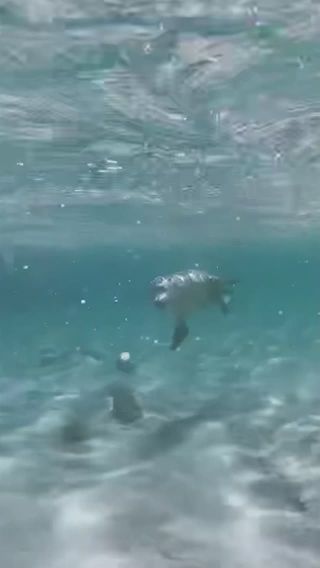 Meet the Playful Sea Lions of Abrolhos Islands 🦭
We're embarking on a journey to the Abrolhos Islands and the Coral Coast, where we'll have the opportunity to snorkel over vibrant reefs, unwind on idyllic beaches, and swim alongside the friendly sea lions that inhabit the islands.
Discover the voyage. Visit our website to view the itinerary & book online. Link in bio
#expedition #expeditioncruise #SeeAustralia #travel #SeaLions #abrolhosislands #CoralCoast #WATheDreamState #WesternAustralia #CruiseMonth #CruiseMonth2023