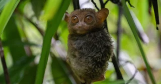 The Philippine tarsier is a small primate, known for its distinctive large eyes and remarkable agility, native to the Philippines. Although often called a "monkey," it's actually part of the tarsier family and belongs to a separate branch of primates, making it quite unique. Tarsiers are found primarily on the islands of Bohol, Leyte, Mindanao, and Samar.

These tiny primates are nocturnal, relying on their large, expressive eyes to hunt for insects and other small prey in the dark. Weighing less than a human hand, they have an incredibly strong grip and can leap up to ten times their body length between trees, thanks to their elongated ankle bones.

The Philippine tarsier is also known for its shy and solitary nature, and they can be sensitive to human presence. Thanks to the great conservation efforts of the Tarsier Sanctuary in Bohol, our guests were able to see these fascinating and cute creatures.