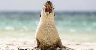 Guests aboard Coral Adventurer were treated to a delightful encounter with the playful Australian sea lion pups of the Easter Group, part of the remote Houtman Abrolhos Islands in Western Australia. As the expedition vessel anchored in the sheltered waters, the curious pups emerged, playfully darting through the shallows and investigating our guests with their characteristic inquisitiveness.

The Abrolhos Islands, known for their rich marine life and vibrant coral reefs, provided a stunning backdrop for this special wildlife encounter, leaving guests with lasting memories of one of Australia’s most endearing marine species.
🦭🩷

📸 Captured by Expedition Team members Allan & Howard