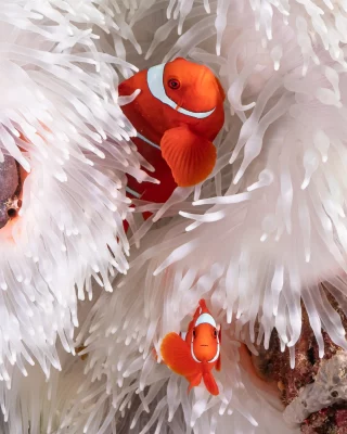 A diver’s delight! These stunning images were captured by Australian Geographic’s Nature Photographer of the Year 2022, Ashlee Jensen.🪸

As part of her award, Ashlee won a voyage with us—and she recently set sail on our Raja Ampat & Spice Islands expedition. Her lens has beautifully captured the vibrant marine world and untamed landscapes of this remote paradise.

A beautiful reminder of just how incredible our underwater world truly is. 

Learn more about Ashlee and her photography on her profile here: @ashkarasphotography 

Swipe through to see the wonders she encountered beneath the surface! #RajaAmpat #SpiceIslands #UnderwaterPhotography #ExpeditionCruising