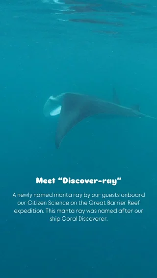 💙 Introducing “Discover-ray”, a newly named manta ray by guests on the Citizen Science voyage on the Great Barrier Reef. Named after our ship the Coral Discoverer, Discover-ray was first sighted breaching and being inquisitive at Yamacutta Reef in the Whitsundays. He is a juvenile male and showed great curiosity to Guest Lecturer Jodi Salmond who managed to capture it all on video!

Having Project Manta researcher Hannah Moloney as a Guest Lecturer onboard meant guests could submit their manta ray ID photos and learn about the research process, all while diving deep into manta ray ecology, biology and recent research findings.

The @ProjectManta & @ProjectManta_Whitsundays team are happy to receive this sighting as it’s helping their teams learn more about these elusive rays, especially in harder to access remote areas. Citizen science data contributes greatly to these research projects and helps with manta ray conservation. 💙