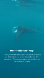 💙 Introducing “Discover-ray”, a newly named manta ray by guests on the Citizen Science voyage on the Great Barrier Reef. Named after our ship the Coral Discoverer, Discover-ray was first sighted breaching and being inquisitive at Yamacutta Reef in the Whitsundays. He is a juvenile male and showed great curiosity to Guest Lecturer Jodi Salmond who managed to capture it all on video!

Having Project Manta researcher Hannah Moloney as a Guest Lecturer onboard meant guests could submit their manta ray ID photos and learn about the research process, all while diving deep into manta ray ecology, biology and recent research findings.

The @ProjectManta & @ProjectManta_Whitsundays team are happy to receive this sighting as it’s helping their teams learn more about these elusive rays, especially in harder to access remote areas. Citizen science data contributes greatly to these research projects and helps with manta ray conservation. 💙