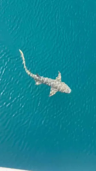 Gliding next to Coral Discoverer in Talbot Bay, the home of Horizontal Falls, we are greeted by tawny nurse sharks. Likely to be seen close to the surface, they move gracefully through the water before disappearing into the depths, vanishing as silently as they appear.

Captured by @hunnyimholmes_