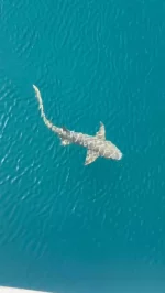 Gliding next to Coral Discoverer in Talbot Bay, the home of Horizontal Falls, we are greeted by tawny nurse sharks. Likely to be seen close to the surface, they move gracefully through the water before disappearing into the depths, vanishing as silently as they appear.

Captured by @hunnyimholmes_
