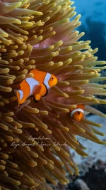 Snorkelling in Raja Ampat is like stepping into a living kaleidoscope beneath the sea. This Indonesian paradise, nestled off the northwest tip of West Papua, is home to some of the most biodiverse marine life on the planet—and you don’t need to dive deep to experience it. When you sail with Coral Expeditions, snorkelling becomes more than just a swim—it’s a fully immersive, guided experience led by our expert expedition team. You’ll drift over vibrant coral gardens, spot reef fish in every colour imaginable, and may even encounter manta rays or reef sharks gliding by. With all equipment provided and small groups ensuring personal attention, guests of all experience levels can enjoy the magic beneath the surface. From the soft coral gardens of Cape Kri to the friendly waters around Arborek Village, snorkelling is offered most days on our Raja Ampat & Spice Islands voyage—each site carefully selected for its beauty, biodiversity, and accessibility. With Coral Expeditions, you won’t just see Raja Ampat—you’ll experience it, one unforgettable snorkel at a time.

Image taken by @ashkarasphotography