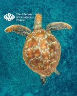 🪸 The Great Barrier Reef has just been nominated for a United Nations Lifetime of Achievement Award — and it’s the first time in history a non-human has been recognized for such a powerful honor.

This is more than a nomination. It’s a tribute to one of the most extraordinary living systems on Earth. For nearly 10,000 years, the Reef has nurtured life, protected coastlines, inspired coral expeditions, and supported communities — from Traditional Owners to scientists, students, and those who work every day to protect it.

The Reef is not only vital to marine life and the planet — it’s part of our story too. Coral is in our name, and in our purpose. We’re proud to stand alongside those fighting for its future, and to celebrate everything it has given to the world.

Because sometimes, the greatest impact comes from the quiet power of nature itself.
Join us in supporting the Lifetime of Greatness Project: alifetimeofgreatness.com
#LifetimeOfGreatness #GreatBarrierReef #CoralForLife #LegacyOfTheReef