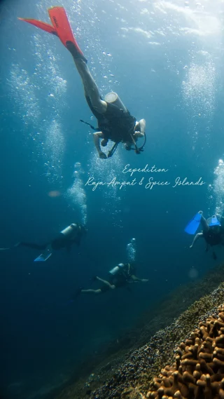 Diving in Raja Ampat with Coral Expeditions offers access to some of the richest marine biodiversity on the planet, with crystal-clear waters teeming with over 1,500 species of fish and 530 types of coral. Guests have the chance to explore vibrant coral gardens, encounter sea turtles, reef sharks, manta rays, and schools of colourful reef fish, all under the guidance of expert dive staff. A highlight is the opportunity to swim with whale sharks in Cenderawasih Bay—an unforgettable and rare experience. With multiple dive and snorkel excursions throughout the voyage, each site reveals a new underwater wonder.