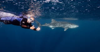 Off the coast of Exmouth, guests aboard Coral Discoverer took part in a guided whale shark swim at Ningaloo Reef. With our team ensuring safe and respectful distances were maintained, guests had the chance to observe these gentle giants in their natural habitat. Bright coral and tropical fish added to an already unforgettable experience beneath the surface.